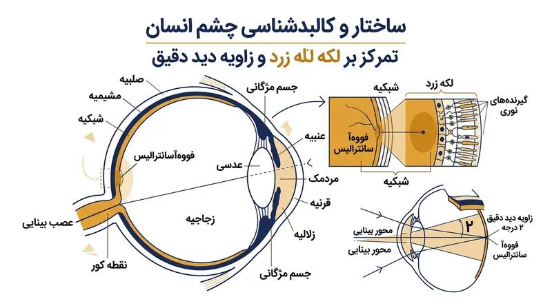 لکه زرد وضوح بینایی را به زاویه‌ای دو درجه‌ای محدود می‌کند که در هر تثبیت تنها ۷ تا ۸ حرف را پوشش می‌دهد.