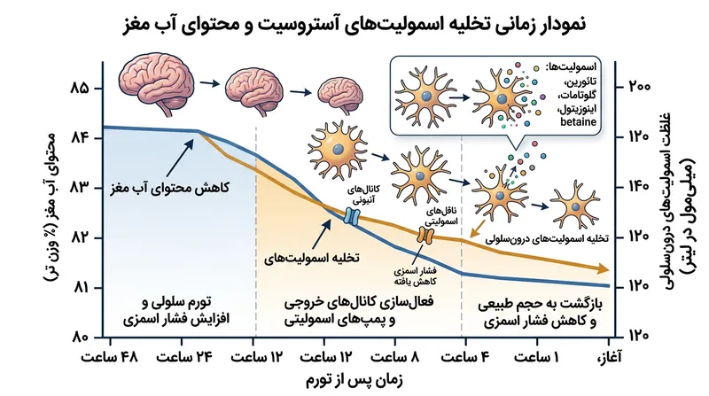 آستروسیت‌ها ظرف ۴۸ ساعت اسمولیت‌ها را خارج می‌کنند تا مانع از تورم مغز در محیط رقیق شوند.