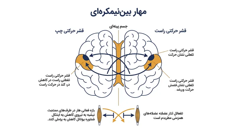 در زمان انقباض همزمان دو اندام، قشر حرکتی چپ و راست پیام‌های بازدارنده‌ای را از طریق جسم پینه‌ای مبادله می‌کنند.