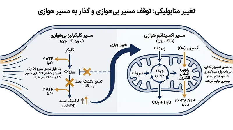 تغییر مسیر متابولیک از سیستم گلیکولیتیک به سیستم اکسیداتیو هوازی در پاسخ به کاهش ظرفیت بافری.