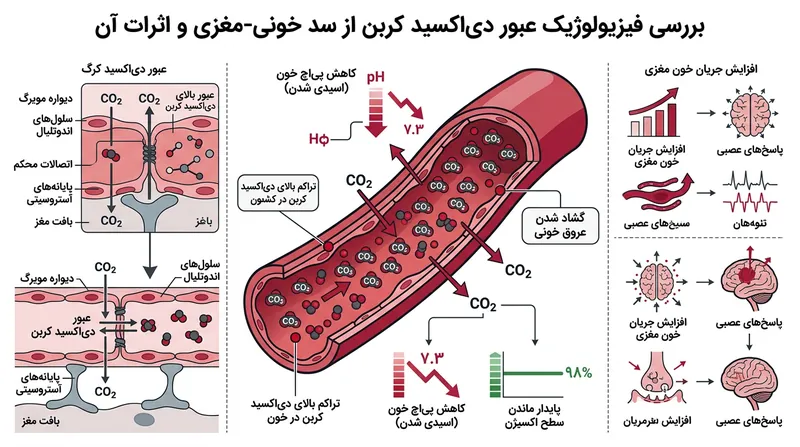 دی‌اکسید کربن مازاد با ورود به خون و اسیدی کردن آن، منابع متابولیک مغز را می‌بلعد.