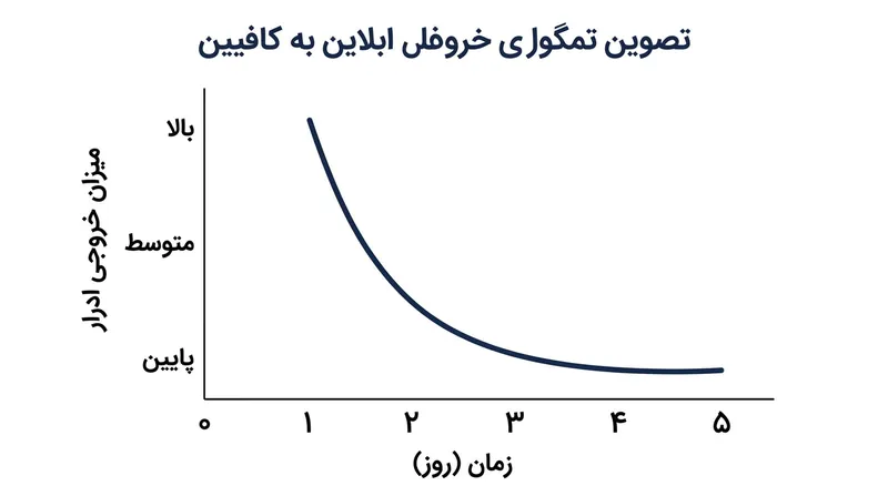 کلیه‌ها ظرف چند روز با کافئین تطبیق یافته و اثر دیورتیک اولیه آن را خنثی می‌کنند.