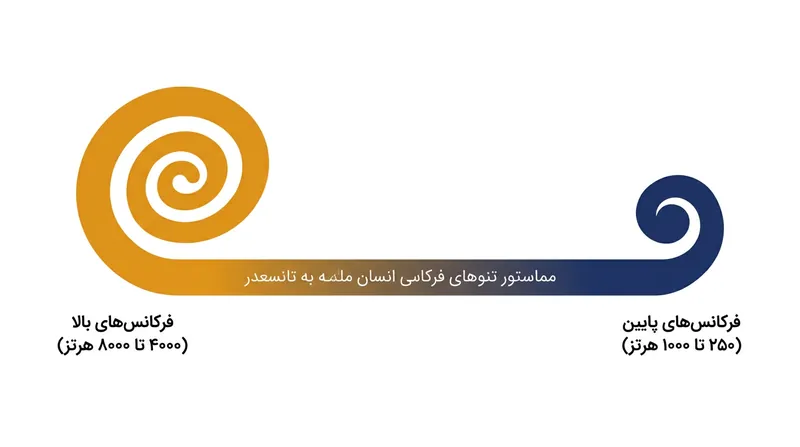 امواج صوتی ابتدا با سلول‌های فرکانس‌بالای قاعده برخورد می‌کنند؛ عاملی که موجب فرسایش آنها دهه‌ها پیش از سلول‌های فرکانس‌پایین راس می‌شود.
