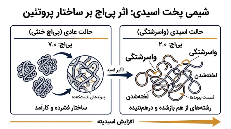 یون‌های هیدروژن آب‌مرکبات پیوندهای نگهدارنده‌ی پروتئین ماهی را گسسته و باعث باز شدن کلاف‌ها و تشکیل توری به هم تنیده می‌شوند.