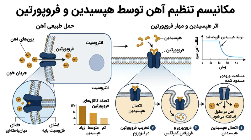 هپسیدین با تخریب فروپورتین، آهن را درون روده حبس کرده و مانع ورود آن به گردش خون سیستمیک می‌شود.