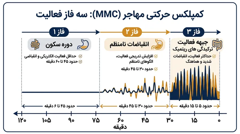 کمپلکس حرکتی مهاجر در فاز سه به اوج فعالیت می‌رسد و امواج فشاری پرقدرتی ایجاد می‌کند.