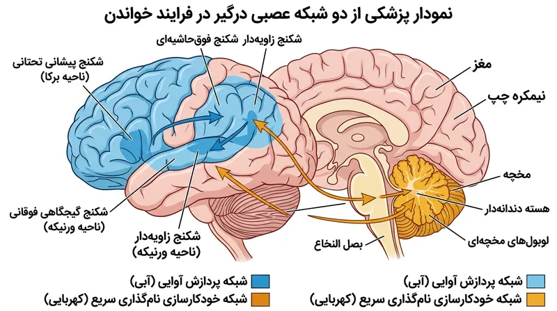 تصویربرداری‌های کارکردی تایید می‌کنند که نقص آوایی و نقص نام‌گذاری ریشه در ساختارهای کاملاً متفاوتی در مغز دارند.