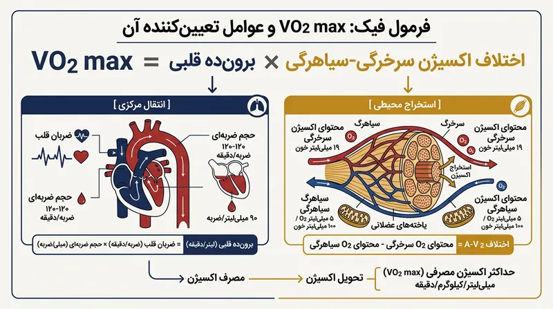 معادله فیک ظرفیت هوازی را به دو بخش انتقال مرکزی خون و استخراج محیطی توسط عضلات تفکیک می‌کند.