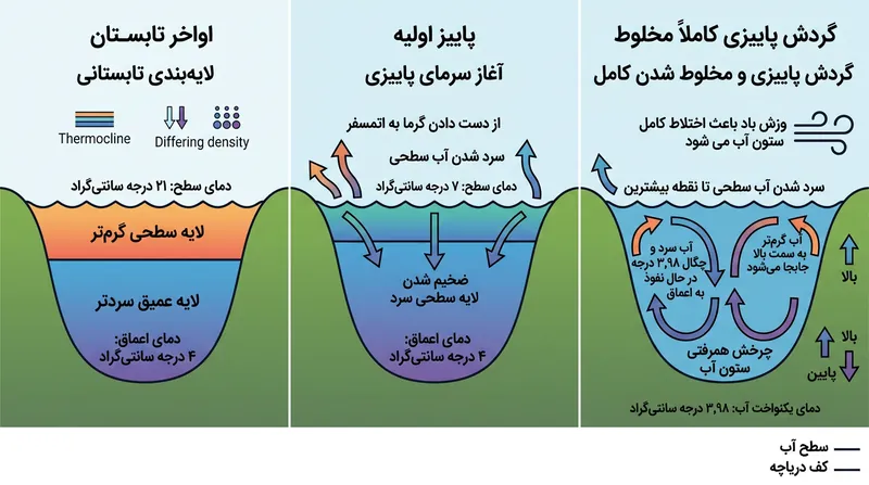 با رسیدن دمای سطح به ۳٫۹۸ درجه سانتی‌گراد، آب سطحی سنگین‌تر از اعماق شده و چرخه همرفتی سد حرارتی را درهم می‌شکند.