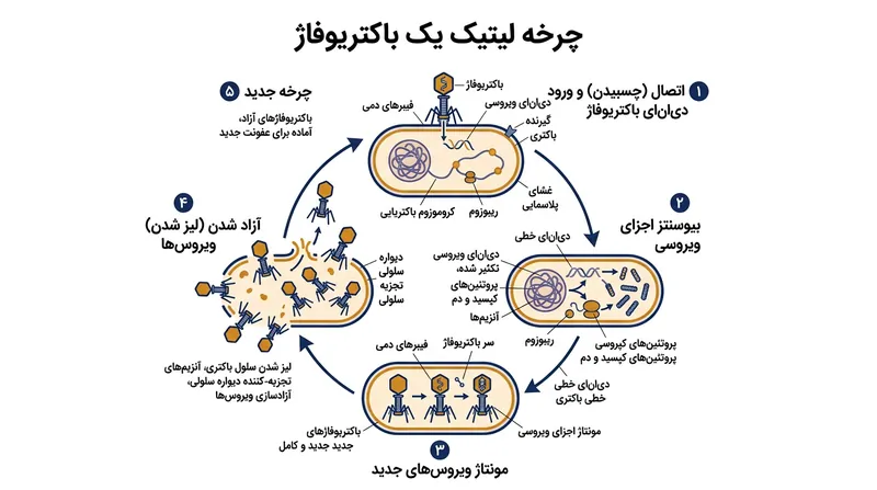چرخه لیتیک: فرآیندی که در آن ویروس ماده ژنتیکی خود را به باکتری تزریق کرده و آن را از درون متلاشی می‌کند.