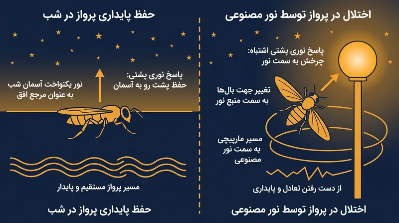 حشرات روشن‌ترین بخش میدان دید را مبنای تشخیص جهت بالا می‌دانند؛ منابع نوری نقطه‌ای این توازن هندسی را بر هم می‌زنند.