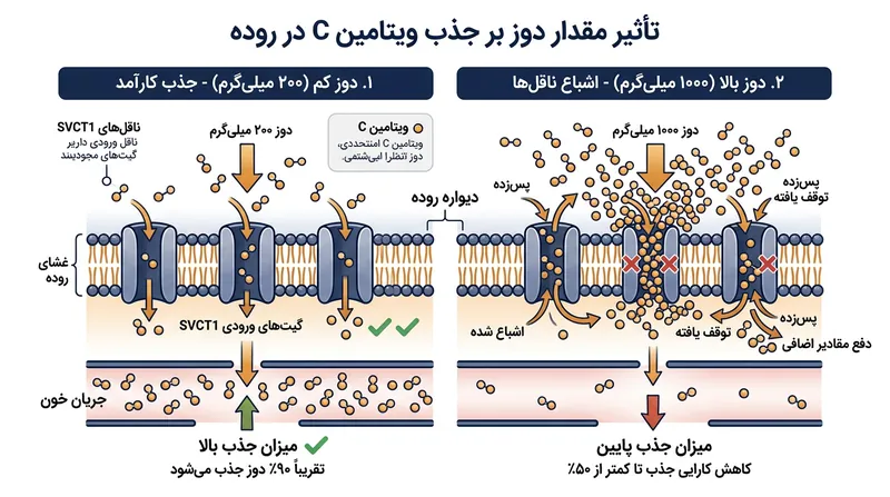 ناقل‌های SVCT1 روده به سرعت اشباع می‌شوند و میزان ورود ویتامین C به جریان خون را محدود می‌کنند.