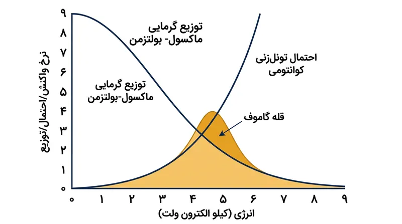 قله گاموف محدوده انرژی بسیار باریکی را نشان می‌دهد که برآیند توزیع گرمایی و احتمال تونل‌زنی، امکان همجوشی را فراهم می‌کند.