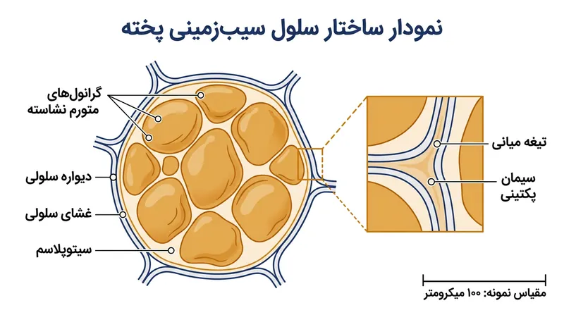 سلول‌های سیب‌زمینی پخته حاوی دانه‌های متورم نشاسته‌اند که لایه ضعیف‌شده سیمان پکتینی آن‌ها را کنار هم نگه داشته است.