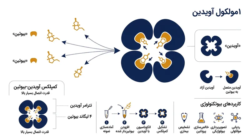 یک مولکول منفرد آویدین دارای چهار جایگاه اتصال است که به آن امکان می‌دهد هم‌زمان چندین مولکول بیوتین را شکار کند.