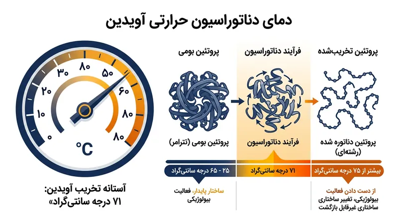 در دمای ۷۱ درجه سانتی‌گراد، پیوندهای ضعیف درونی پروتئین آویدین از هم گسسته و بیوتین محبوس‌شده برای همیشه آزاد می‌شود.