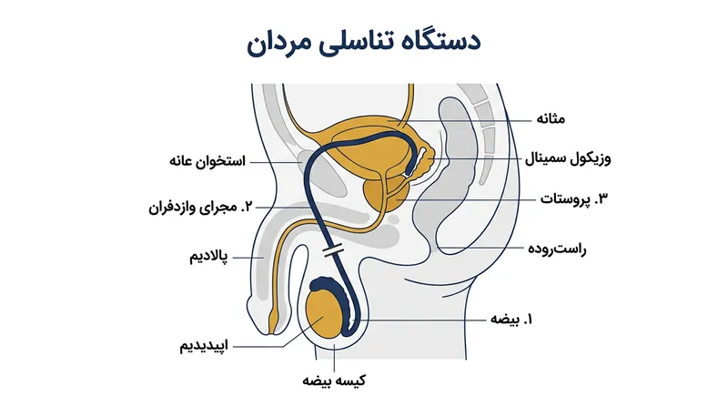 این جراحی بیضه‌ها را جدا می‌کند اما اتصال غدد اصلی به مجرای ادرار را دست‌نخورده نگه می‌دارد.