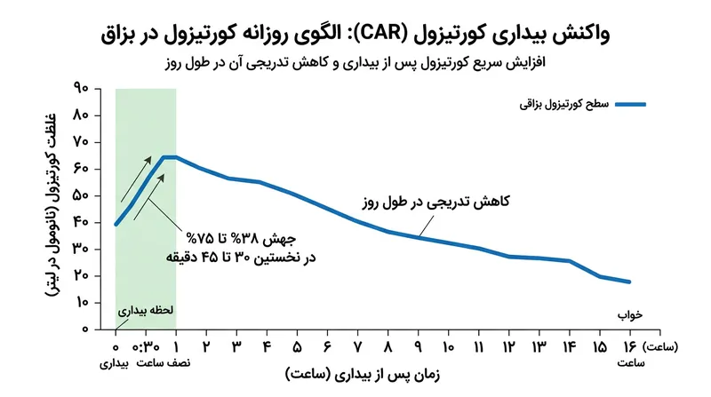 پاسخ بیداری کورتیزول، سیستم‌های قلبی‌عروقی و سوخت‌وساز بدن را برای چالش‌های روز مجهز می‌کند.