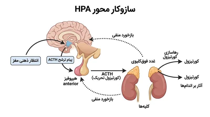 محور هیپوتالاموس-هیپوفیز-فوق‌کلیه (HPA) توالی هورمونی لازم را برای گذار مغز از خواب به بیداری مدیریت می‌نماید.