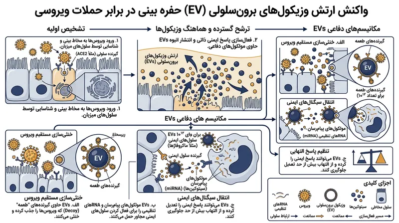 سلول‌های اپیتلیوم بینی میلیاردها وزیکول برون‌سلولی را برای به دام انداختن پاتوژن‌های ورودی رها می‌کنند.