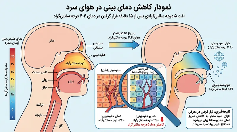 بینی به عنوان اندامی بیرونی و در معرض محیط، بسیار سریع‌تر از هسته مرکزی بدن سرد می‌شود.