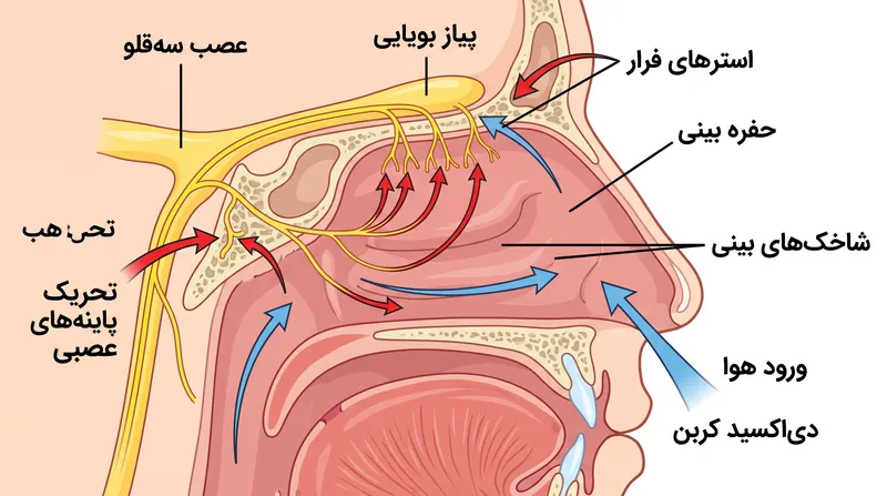 اسید کربنیک عصب سه‌قلو را تحریک کرده و موجب واکنشی از جنس درد می‌شود که سیگنال‌های ملایم بویایی را می‌پوشاند.