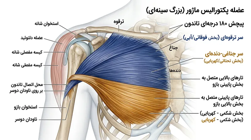 پیچش ۱۸۰ درجه‌ای تاندون باعث می‌شود تارهای پایینی عضله به بالاترین نقطه استخوان بازو متصل شوند.