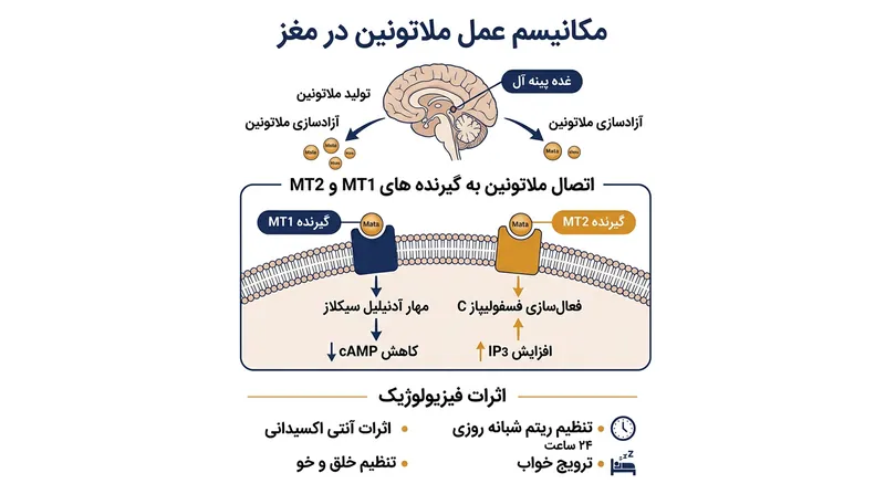 گیرنده‌های MT1 و MT2 در مغز، اهداف اصلی ملاتونین برای کاهش دمای بدن و تنظیم ریتم شبانه‌روزی هستند.