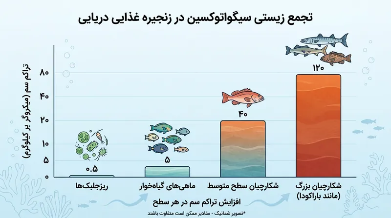 تراکم این سم با حرکت به سمت رأس هرم غذایی و شکارچیان بزرگ به‌طور تصاعدی تشدید می‌شود.