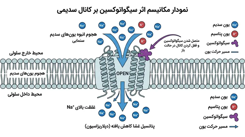 سیگواتوکسین با اتصال به کانال‌های سدیمی، آن‌ها را در حالت باز قفل کرده و شلیک مهارنشده پالس‌های عصبی را کلید می‌زند.