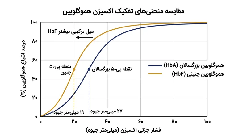 هموگلوبین جنین در مقایسه با هموگلوبین بالغ در فشار جزئی بسیار کمتری از اکسیژن به اشباع ۵۰ درصدی می‌رسد.