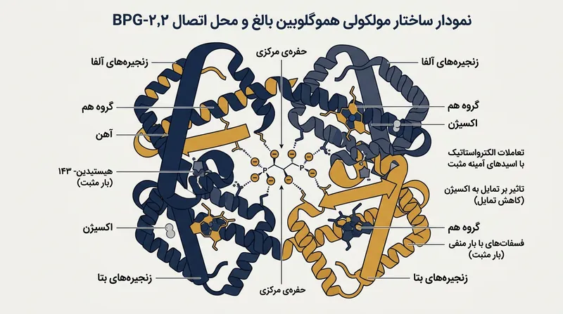 هموگلوبین بزرگسالان برای اتصال کلید خاموشی ۲،۳-BPG به ریشه‌های با بار مثبت هیستیدین-۱۴۳ وابسته است.