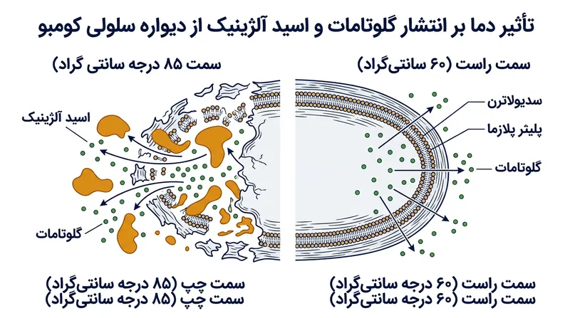 حرارت بالای ۸۰ درجه سانتی‌گراد ساختار سلولی جلبک را از بین برده و مولکول‌های درشت و تلخ را آزاد می‌کند.