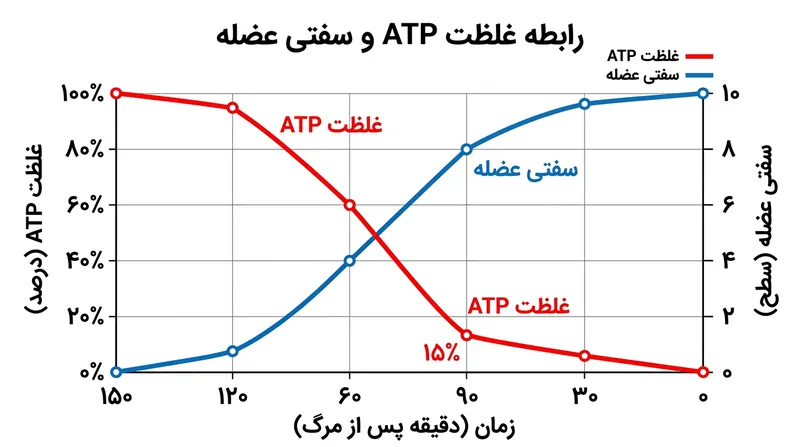 سفتی عضلانی تنها زمانی به حداکثر می‌رسد که سطح ATP سلولی به زیر ۱۵ درصد سقوط کند.