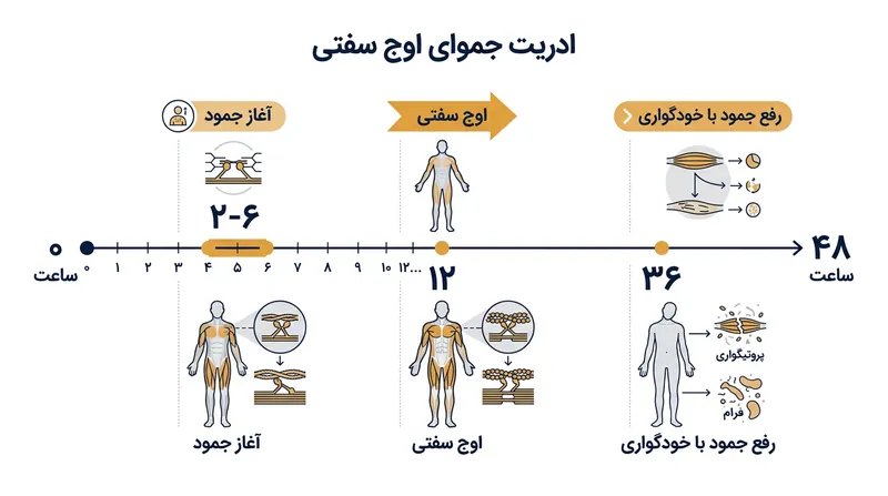 گاه‌شمار استاندارد پزشکی قانونی برای جمود نعشی از آغاز تا رفع شدن آن توسط خودگواری.