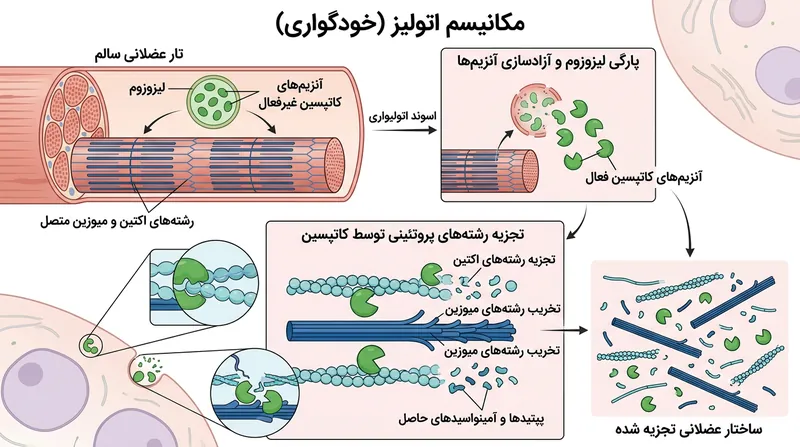 طی فرایند خودگواری، آنزیم‌های گوارشی سارکومر را تجزیه فیزیکی می‌کنند تا قفل عضلانی گشوده شود.