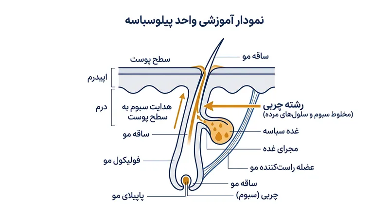 رشته‌های چربی مانند فتیله‌های میکروسکوپی عمل کرده و چربی را از غده به سطح پوست هدایت می‌کنند.