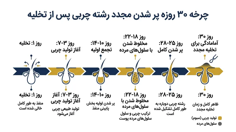 از آنجا که غدد پیوسته در حال تولید سبوم هستند، رشته تخلیه‌شده ظرف یک ماه مجدداً پر می‌شود.