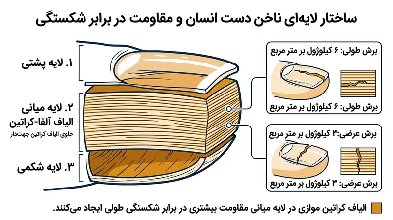 لایه میانی ضخیم در صفحه ناخن از الیاف شدیداً منظم آلفا-کراتین تشکیل شده که یک سد انرژی ناهمسانگرد با نسبت ۲ به ۱ به وجود می‌آورند.