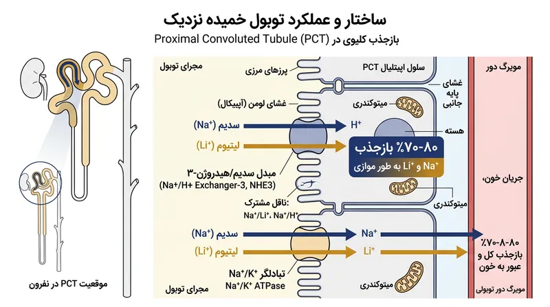 مبدل سدیم-هیدروژن ۳ قادر به تمایز سدیم و لیتیوم نیست و هر دو را هم‌زمان و بدون تفکیک بازجذب می‌کند.