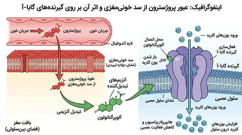 پروژسترون به‌راحتی از سد خونی‌مغزی عبور کرده و برای مهار فعالیت الکتریکی نورون‌ها به آلوپرگنانولون تبدیل می‌شود.