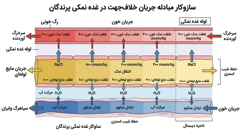 سازوکار تبادل جریان خلاف‌جهت شیب اسمزی پایداری ایجاد می‌کند و بالاترین میزان جداسازی نمک از خون را میسر می‌سازد.