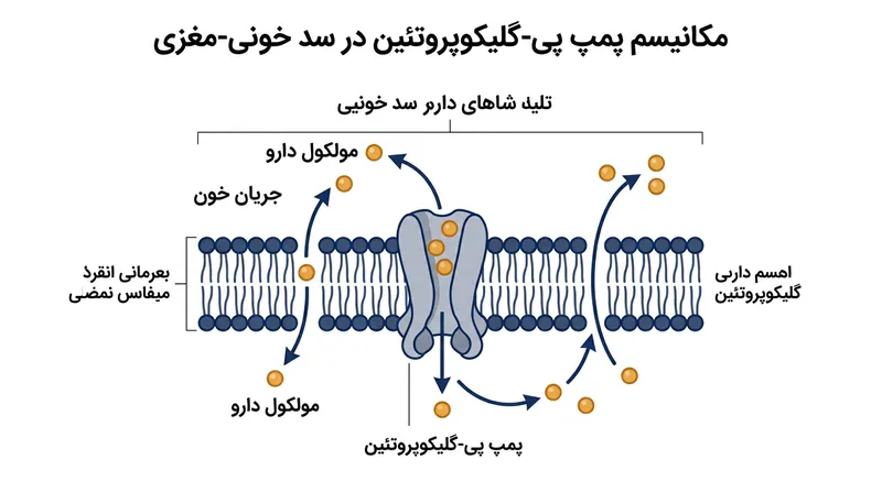 پمپ برون‌ریز پی-گلیکوپروتئین داروهای نسل دوم را شناسایی کرده و فعالانه از دستگاه عصبی بیرون می‌راند.
