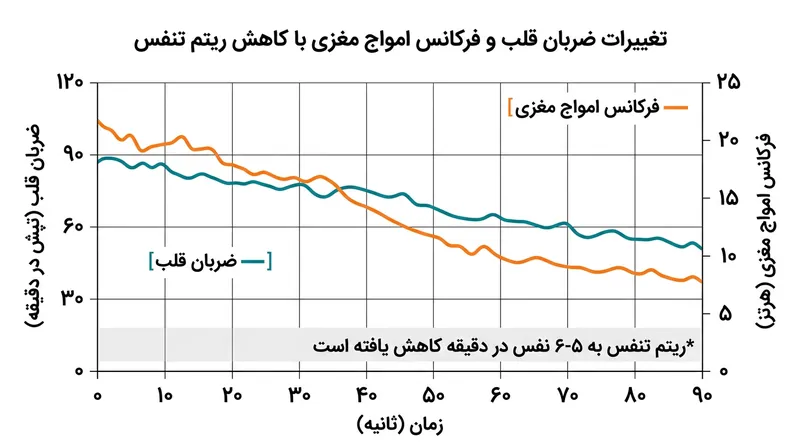 تأثیر تنفس ۵ تا ۶ بار در دقیقه بر تحریک عصب واگ و کاهش ضربان قلب در ۹۰ ثانیه.