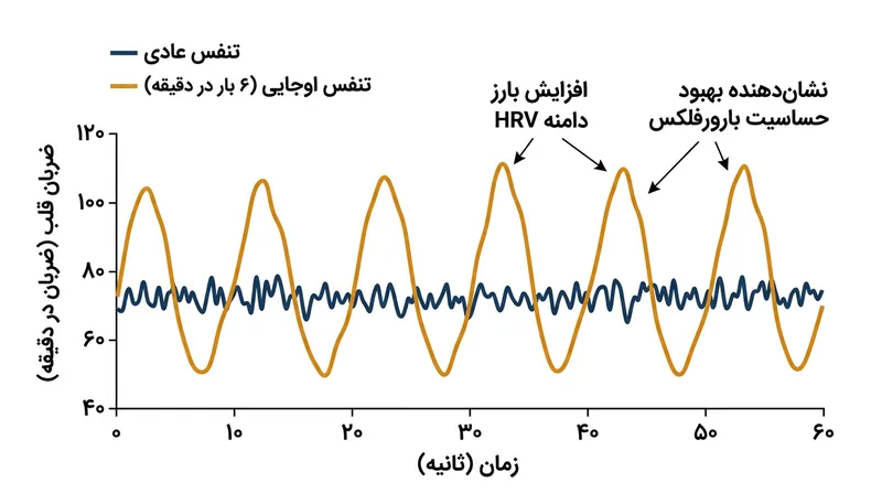 تنفس آرام و همراه با مقاومت، حساسیت بارورفلکس را به اوج رسانده و به بالاتر رفتن تغییرپذیری ضربان قلب منجر می‌شود.