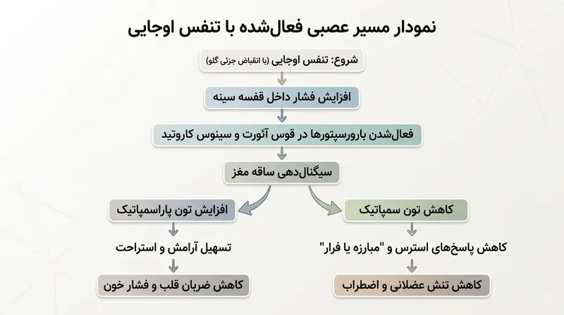 تغییرات فیزیکی فشار در تنفس اوجایی مستقیماً سیستم عصبی را به خروج از حالت استرس و جنگ یا گریز هدایت می‌کند.