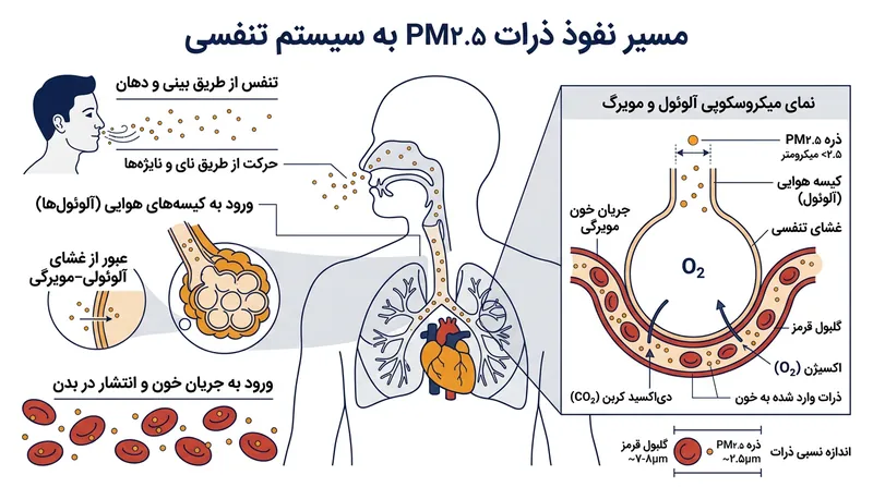 ذرات معلق کوچکتر از ۲.۵ میکرون به دلیل ابعاد بسیار ریز، مستقیماً وارد جریان خون شده و خطرات جدی به همراه دارند.
