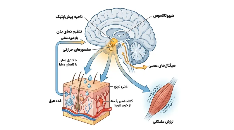 مکانیسم تنظیم حرارت توسط هیپوتالاموس از طریق کنترل جریان خون، تعریق و لرزش عضلانی.