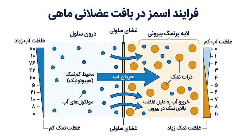 فشار اسمزی، آب را از درون سلول‌های ماهی خارج می‌کند تا غلظت شدید نمک روی پوست و فیله به تعادل برسد.