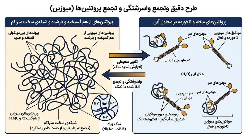 غلظت بالای نمک پوسته آب دور میوزین را می‌زداید و موجب باز شدن و به هم پیوستن این پروتئین‌ها در قالب ساختاری سفت و چرمی می‌شود.